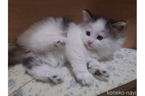 販売中の埼玉県のノルウェージャンフォレストキャット-113381の12枚目